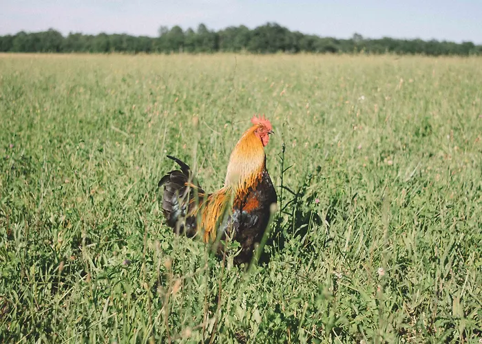 D'hotes Cugnac Farmház Sainte-Sabine-Born