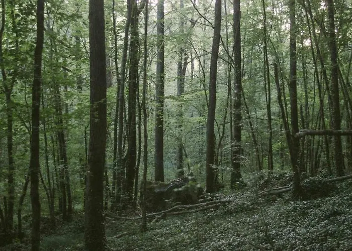 D'hotes Cugnac * Sainte-Sabine-Born